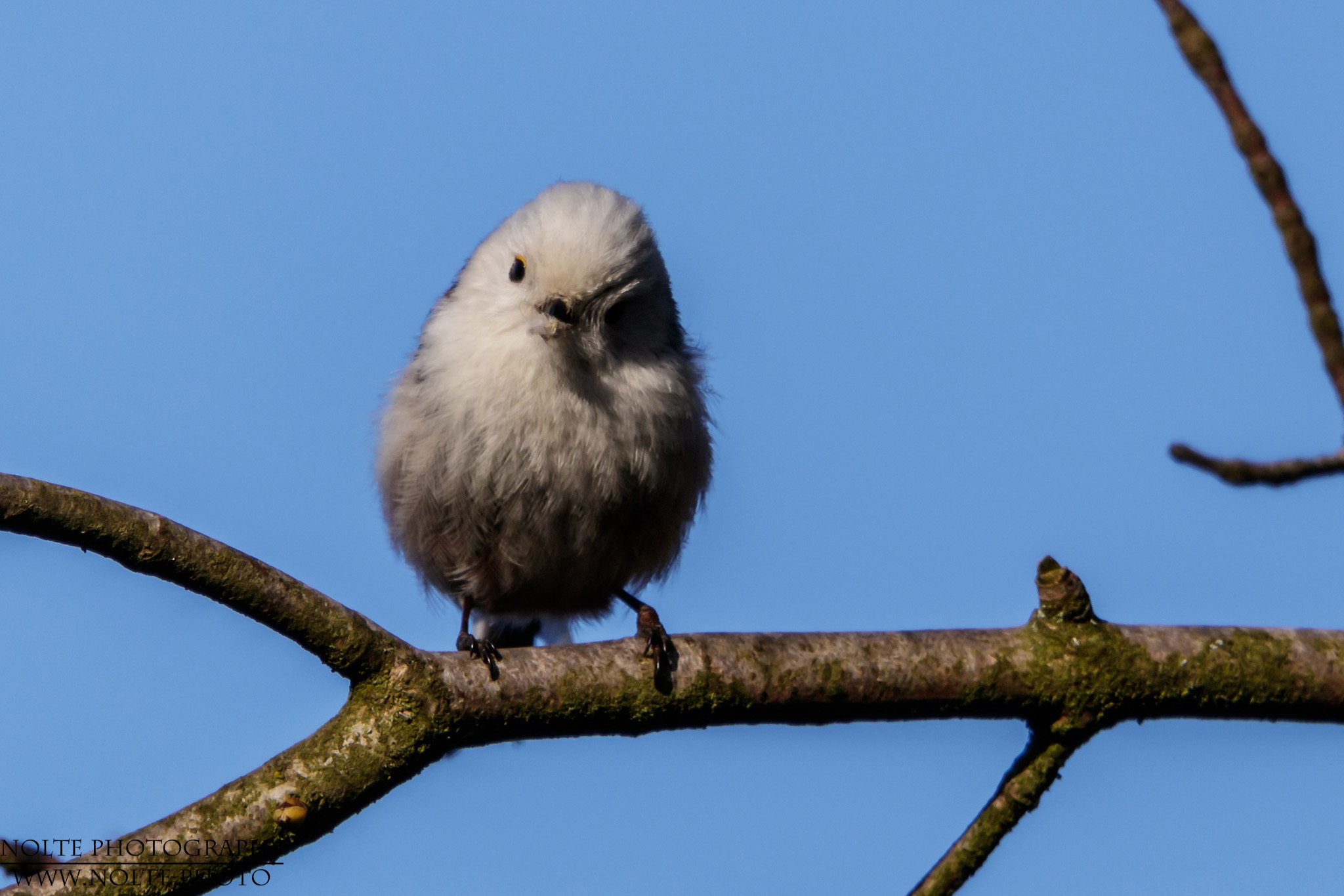 Fliegender Flauschball