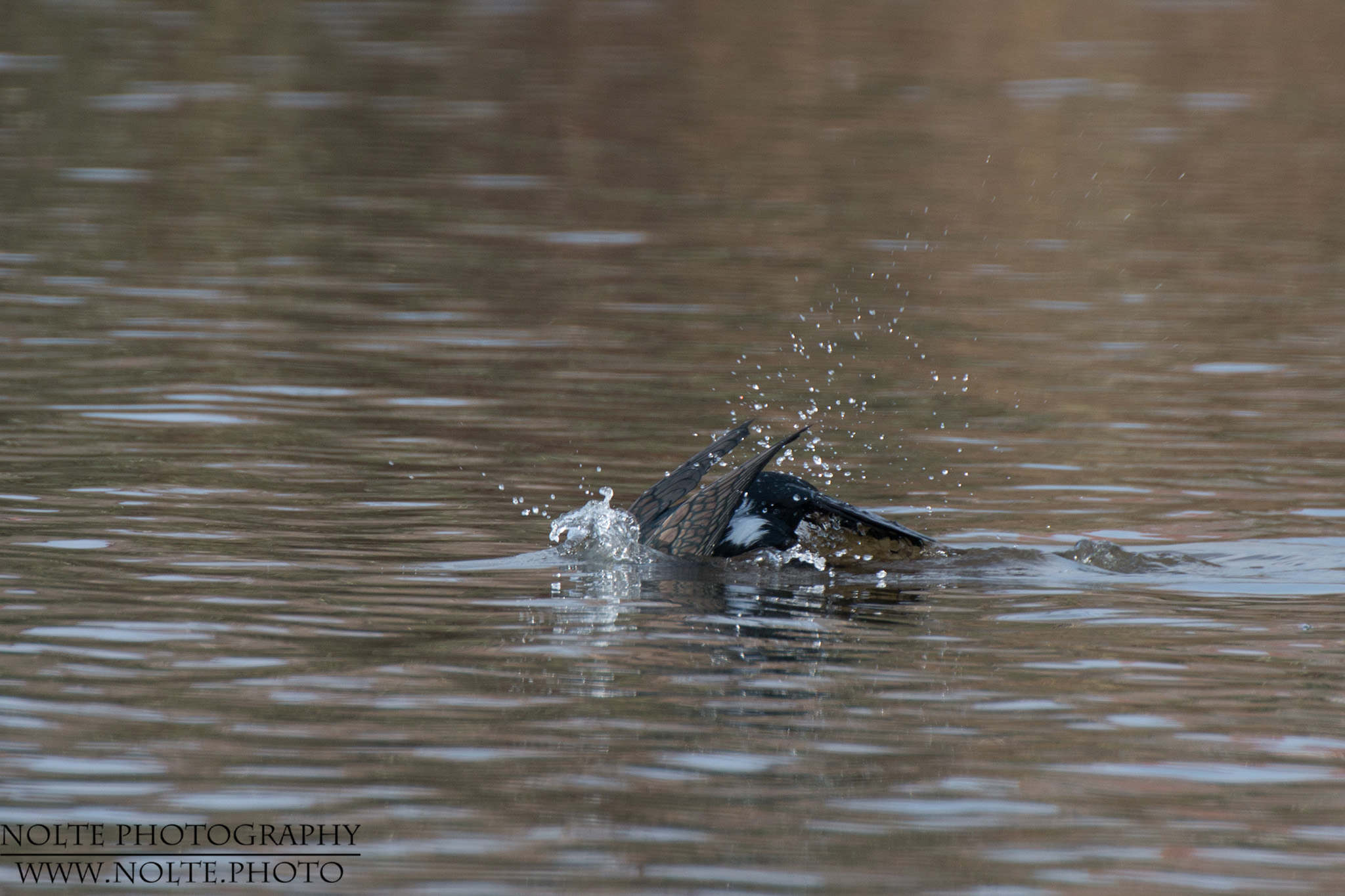 Ein Kormoran (Phalacrocorax carbo) auf Tauchgang