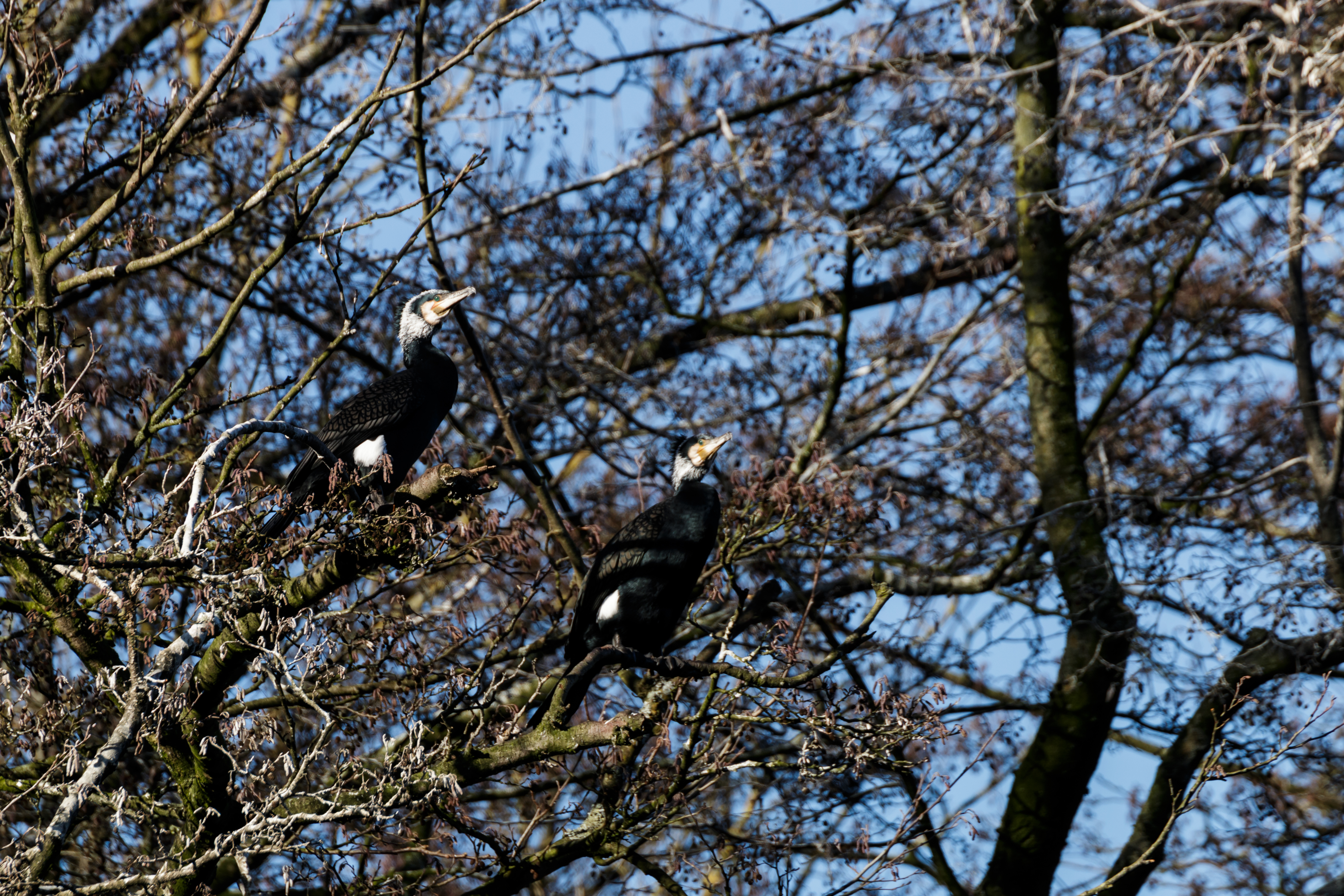Zwei vermutlich ältere Kormorane (Phalacrocorax carbo) in einem Baum