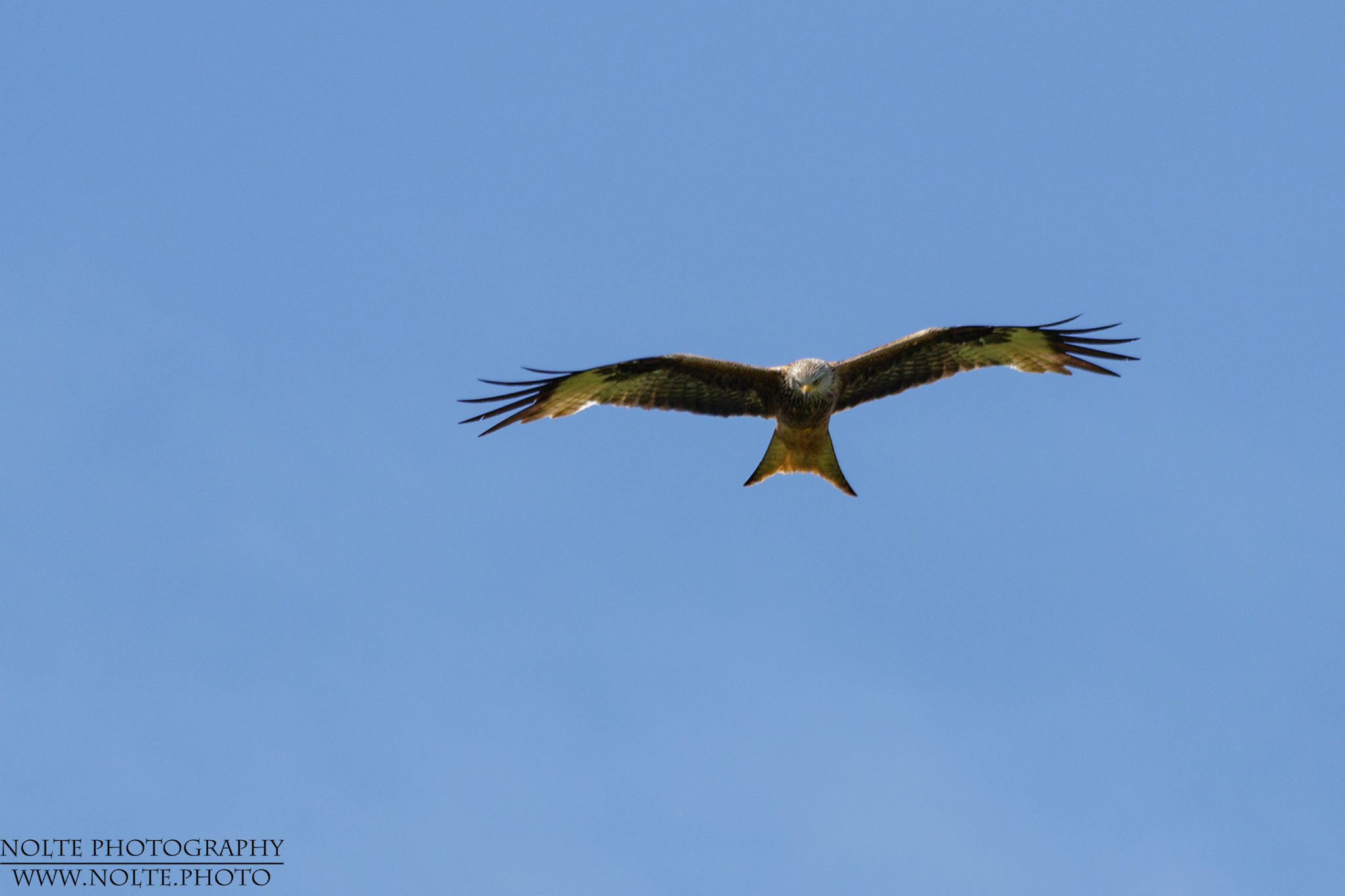 Ein Rotmilan (Milvus milvus) an einem Wolkenlosen Himmel