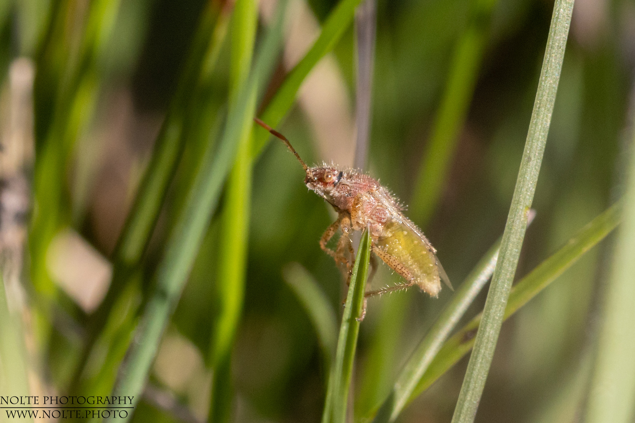 Den Grashalm erklommen