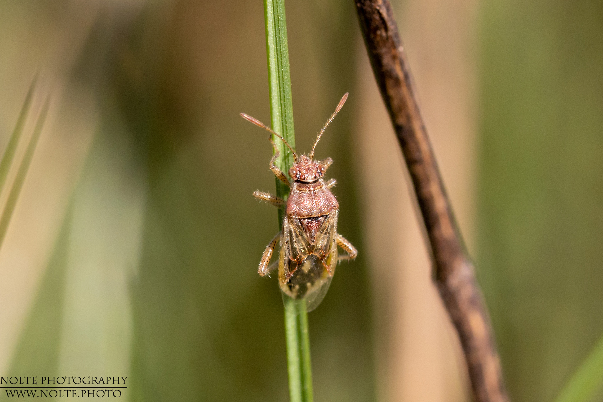 Junge Wanze an einem Grashalm