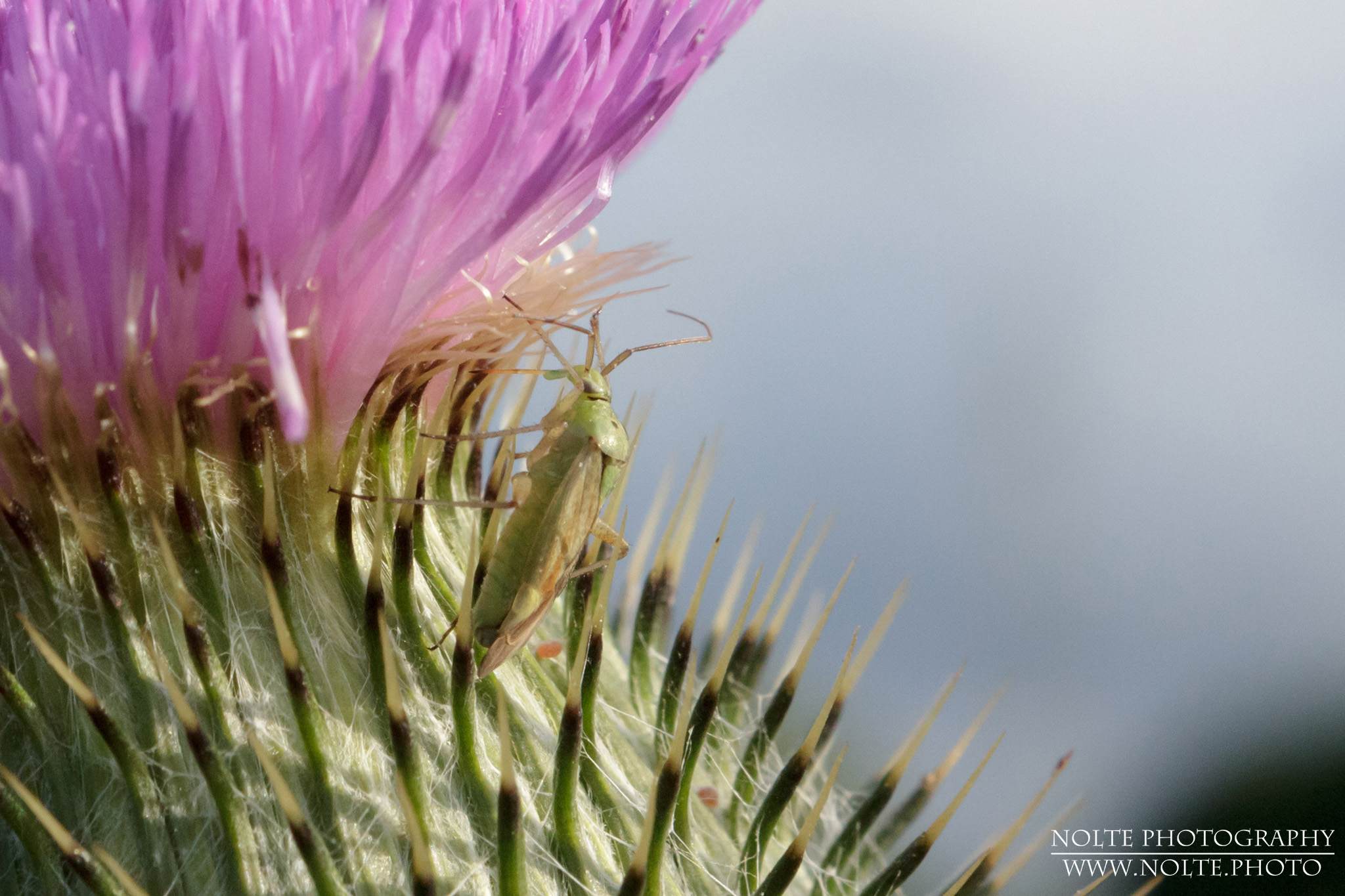 Eine Zweipunktige Wiesenwanze (Closterotomus norwegicus) klettert eine Distelblüte hoch.