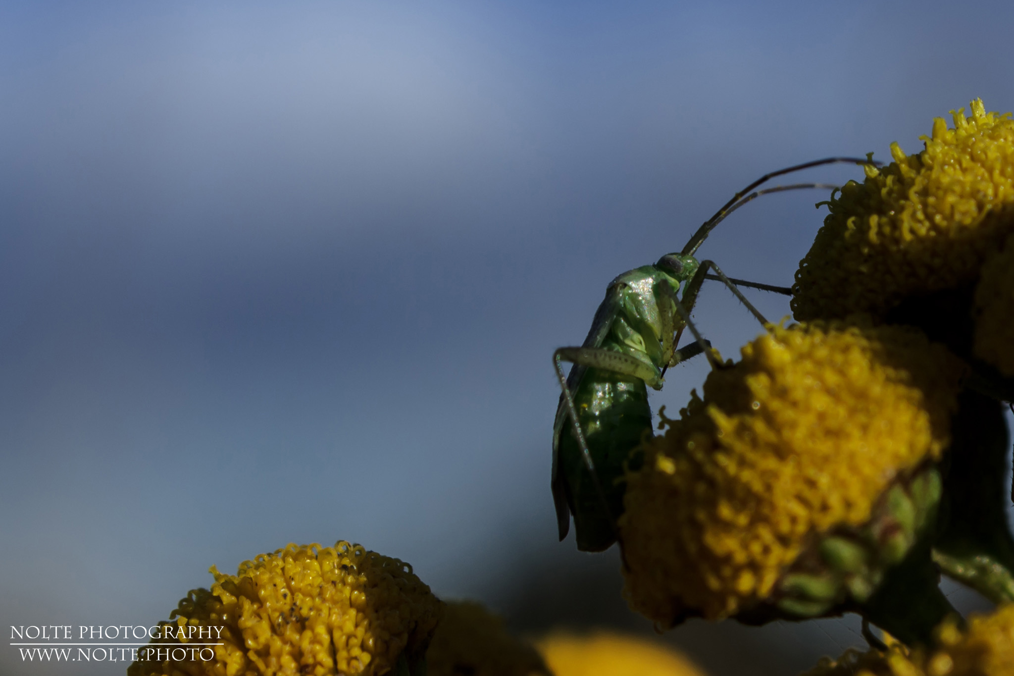 Bauchansicht einer Zierwanze (Adelphocoris sp.) auf einer Rainfarnblüte
