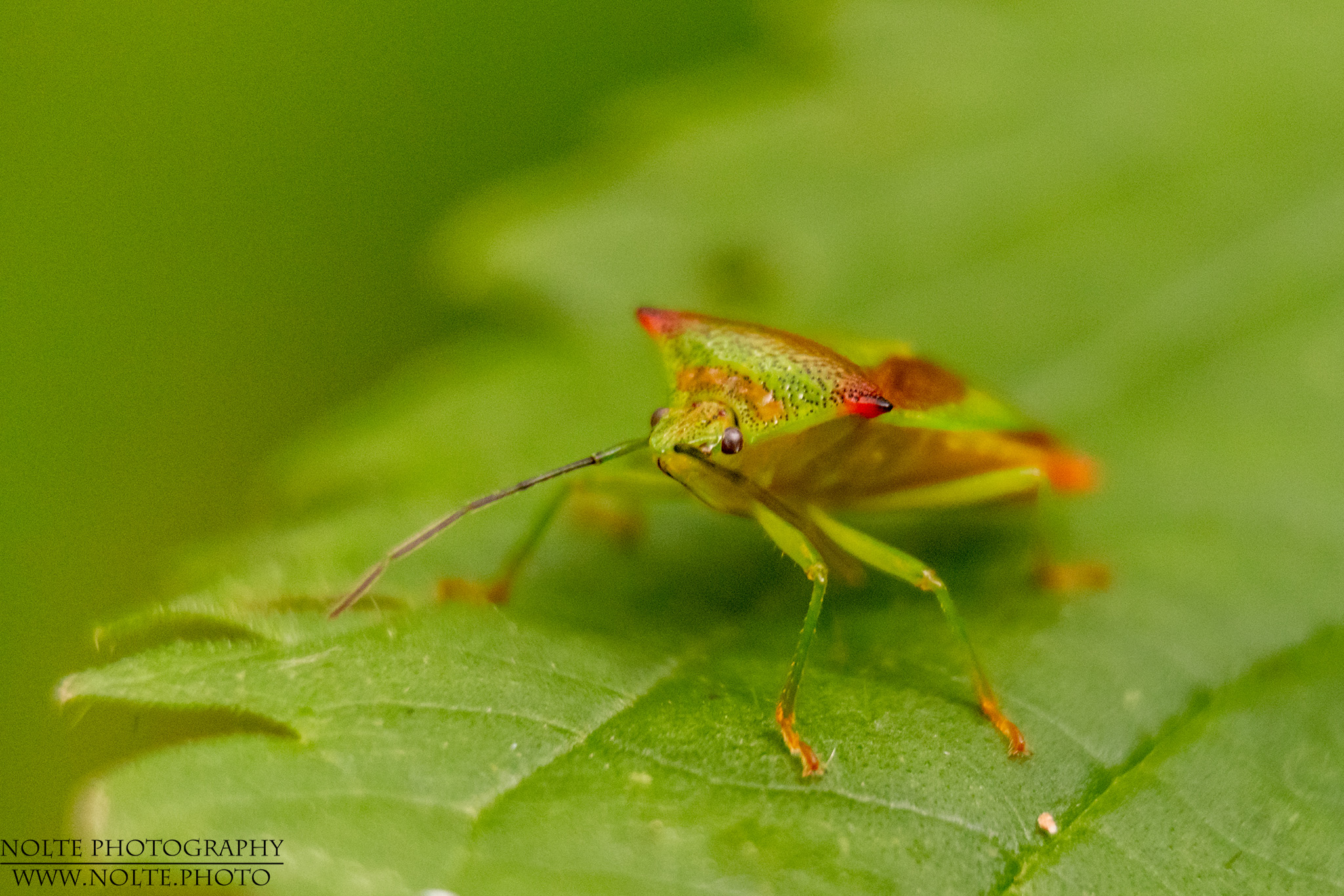 Wipfel-Stachelwanze (Acanthosoma haemorrhoidale) im Tarbeker Moor.