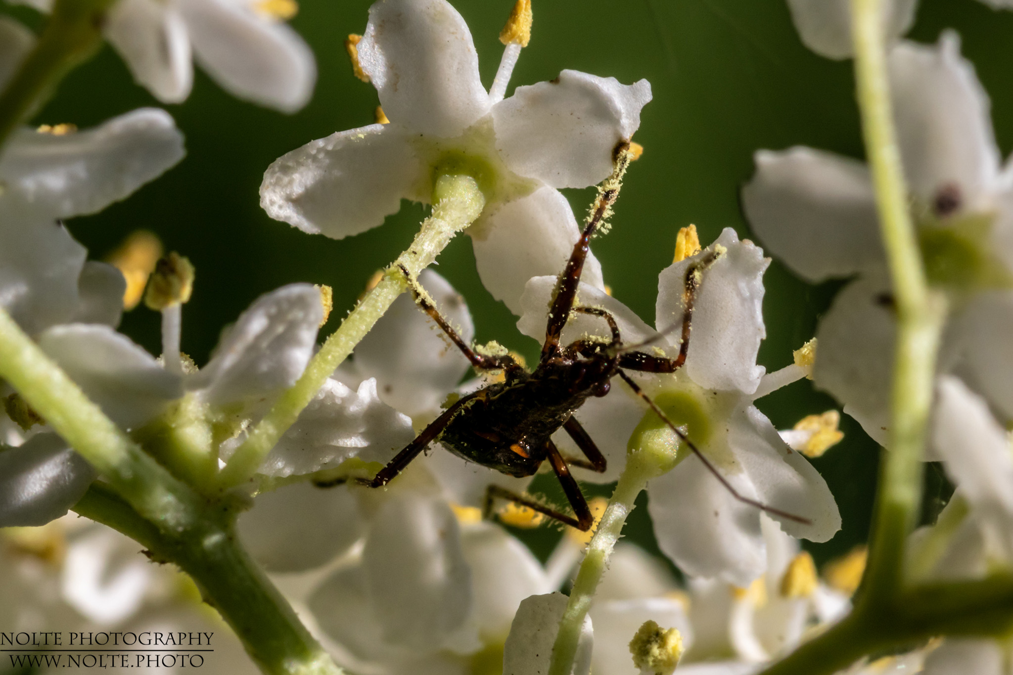 Pollenbedeckte Wanze