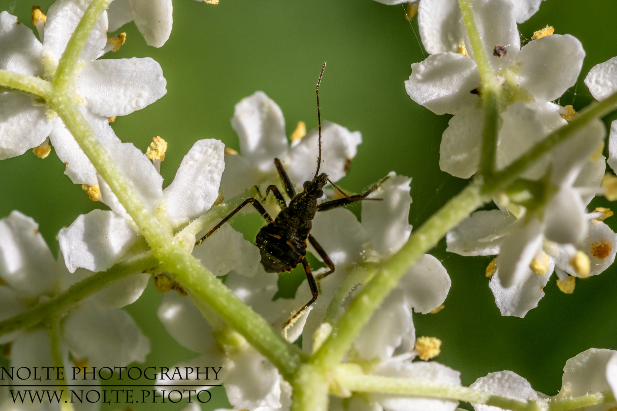 Wanze zwischen Blüten