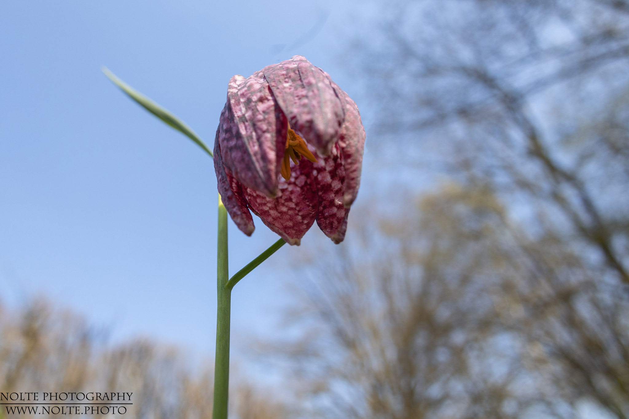 Schachbrettblume (Fritillaria meleagris)