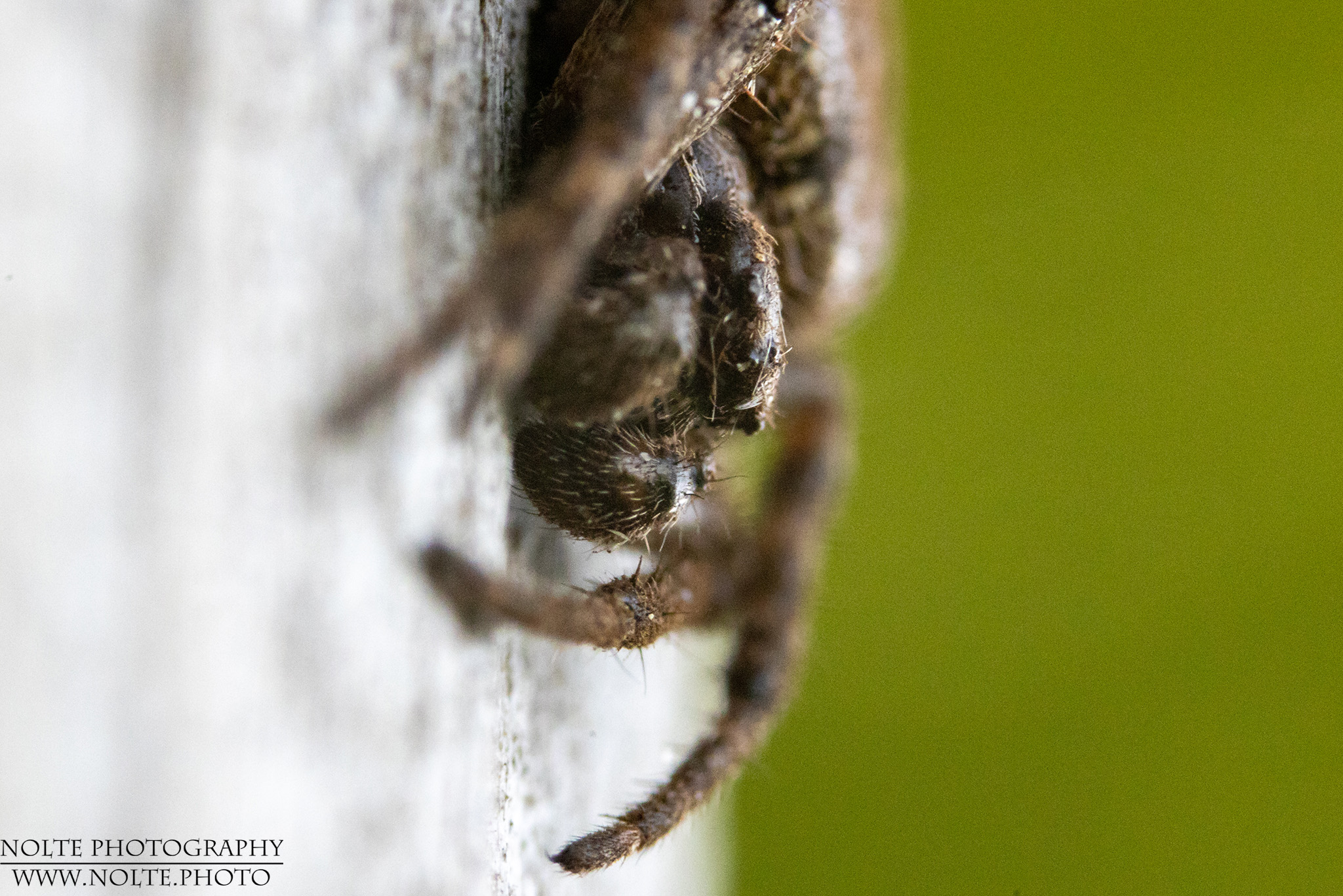 Kopfansicht einer Spaltenkreuzspinne (Nuctenea umbratica)