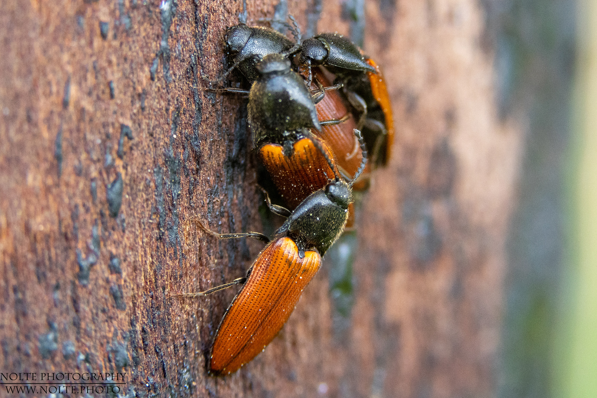 Zusammenkunft von länglichen Schnellkäfern (Ampedus glycereus)